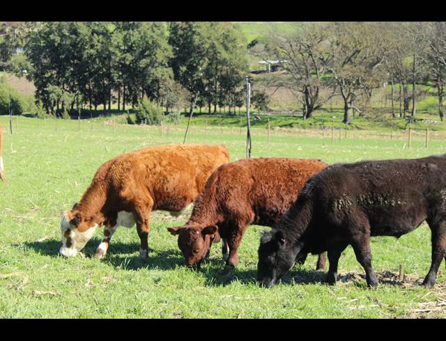 118HA FARM FOR SALE IN GREYTON